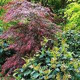 jardin du nord acer dissectum Paul Garnet